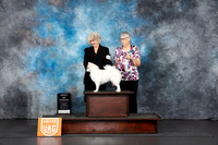 American Eskimo #119 Fri BOW Judge Lila Fast