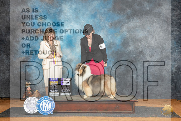 Shetland Sheepdog #12 Sat WBBOB Judge Sheryl Kendrick__JP_8347_MARSHALL_2024_HR3