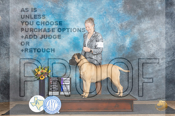 Bullmastiff #6 Fri sWBOHBOB Judge Rick Gschwender__JP_9150_Abilene_2024_HR3