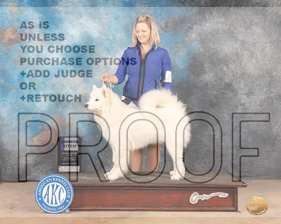 Samoyed #10 Sat WB Judge Thomason Stanfield Jr-MMJ_3777-Abilene2022-HR3