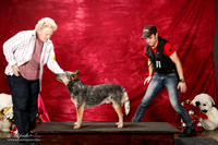 Australian Cattle Dog Mari Baieley EDIT