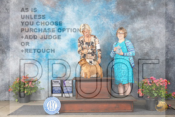 Norwich Terrier #42 Fri WB Judge Elizabeth ‘Beth’ Sweigart__JP_4059_San Antonio_2024_HR3
