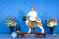 Akita #8 FRI OHG1 Judge Nancy Liebes