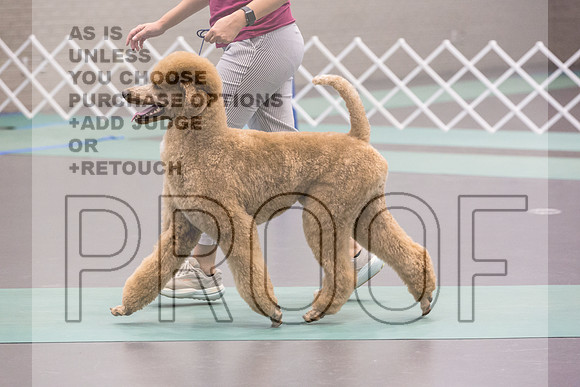 Poodle Std MC Ring Sat_JJL_8676_UKCLNGVIEWOCT2024_2024_HR3