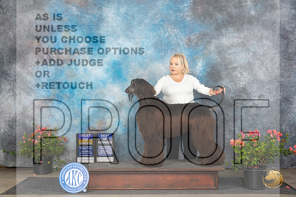 Afghan Hound #10 Sun BOBBOW Judge Victor Rosado r__JP_5963e_San Antonio_2024_HR3