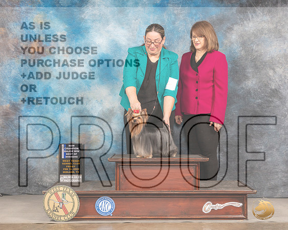 Yorkshire Terrier #23 Fri BOW Judge Brad JenkinsMMJ_2999_Mdlnd2022_HR3
