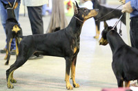 Doberman PInscher Black Custom & Dobie w: Gerry