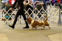 Basset Hound