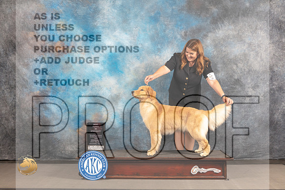 Golden Retriever #14 WED BPIS Judge Pluis Davern_MJ_2780_Houston_2022_HR3