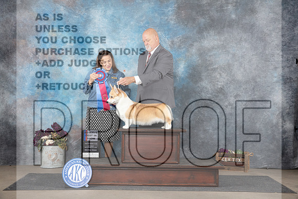 Pembroke Welsh Corgi #6 RBIS Judge Joan Liebes__JP_7513_Belton_2024_HR3
