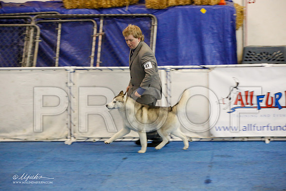 _M3_0034-AddisonHuskyMar2015-HR3