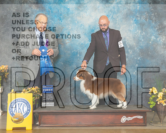 Miniature American Shepherd #17 Fri G1 Judge John Wade-MMJ_9713-NWARK2022-HR3