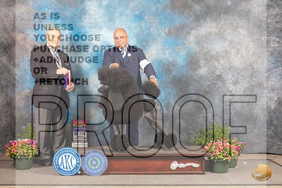 Poodle Std #12 Fri BOSWBCh Judge David Bolus_MJ_0016_SA_2022_HR3