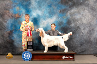 English Setter #6 WED Best Op Major Judge Jill Warren