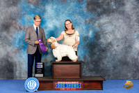 English Cocker Spaniel #5 WED WD Judge Douglas Johnson