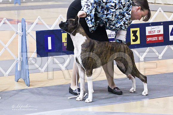 boxer-0480LR