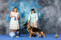 German Shepherd Dog #30 WED WBM Judge Danelle Brown