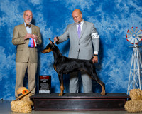 Doberman Pinschers #20 Sat BOS Gummelt Laura Agent Michael Shepherd Judge Mr Ronald V Horn