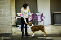 Herding Group Puppy Sat Ring