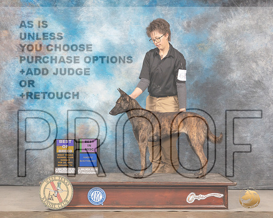 Dutch Shepherd #68 Sun BOBBIMisc Judge Linda ClarkMMJ_5010_Mdlnd2022_HR3