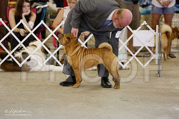 SharPei-4587-CntnOct13-HR