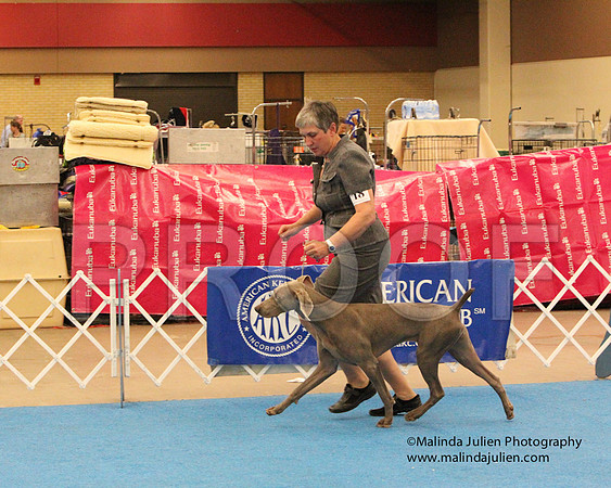 Weim-0803