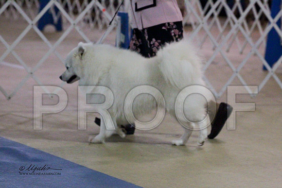 Eskie-1045