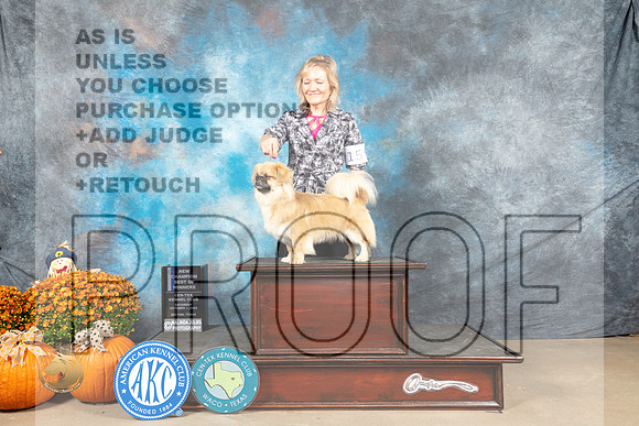 Tibetan Spaniel #15 Saat BOWNCh Judge Dan Dowling_MJ_6009_Belton_2022_HR3