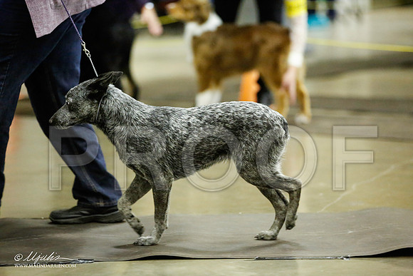 _JJ_6966-BeltonJan2015IABCA-HR3