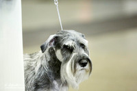 Schnauzer Standard Sat Ring