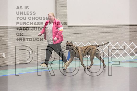 Cane Corso Sat Rings_JJL_8254_UKCLNGVIEWOCT2024_2024_HR3