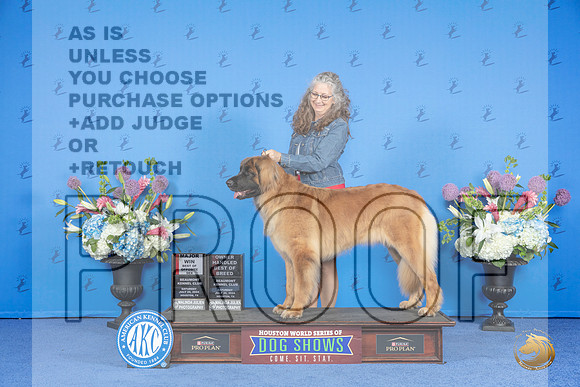 Leonberger #16 SAT BOS OHBOB M Judge Annella Cooper__JP_9883_Houston_2024_HR3