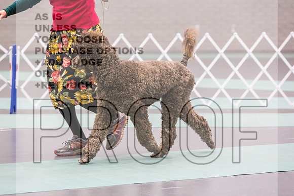 Poodle Std MC Ring Sat_JJL_8646_UKCLNGVIEWOCT2024_2024_HR3