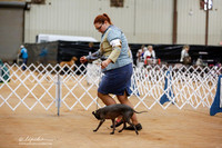 American Hairless Terrier Sun Ring