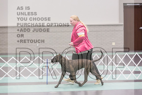 Cane Corso Sat Rings_JJL_8201_UKCLNGVIEWOCT2024_2024_HR3