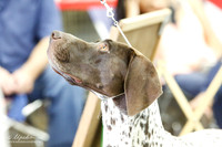 German Shorthaired Pointer Sat S2 Ring