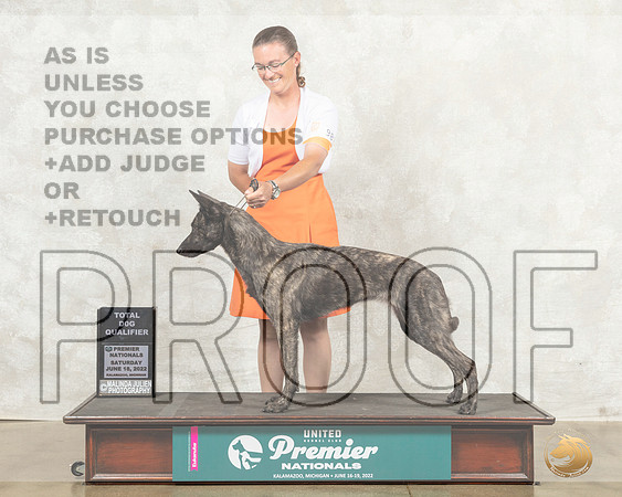 Dutch Shepherd #987 Sat TDQ Judge Pamela Perdue__MJ_8654_Premier_2022_HR3