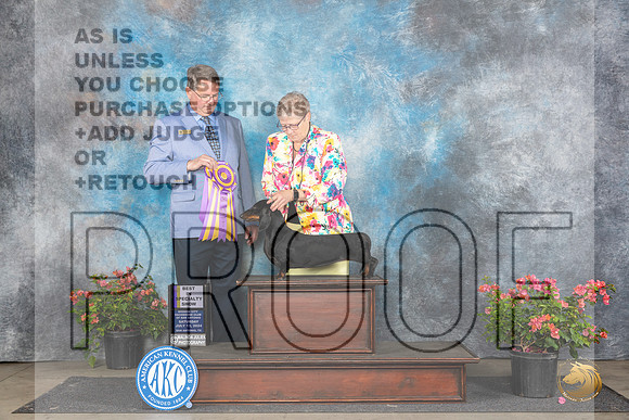 Dachshund Smooth #10 Sat BISS Judge Kenneth L Hagmueller__JP_4942_San Antonio_2024_HR3