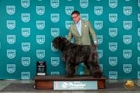 Bouvier des Flandres Fri #840 BOB Judge Stanley Matsumoto