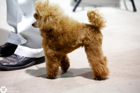 Poodle Toy Wed Ring