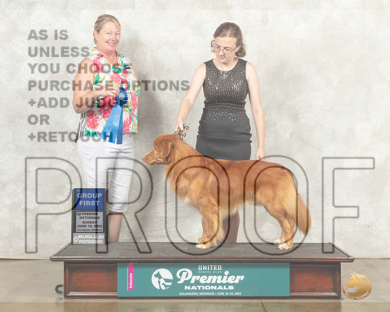 Nova Scotia Duck Tolling Retriever #175 Sun G1 Judge Pamela Perdue__MJ_9341_Premier_2022_HR3