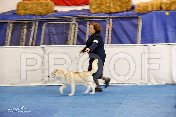 _M3_1190-AddisonHuskyMar2015-HR3