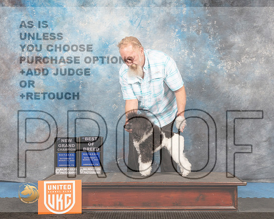 Poodle Miniature #237 S1 BOB Judge Tracey Kallas_MMJ_6624_Addison2022_HR3