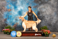 English Setter Thurs