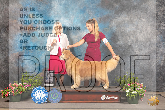 Golden Retriever #37 Sun SD Judge Jan Paulk_MJ_1041_SA_2022_HR3