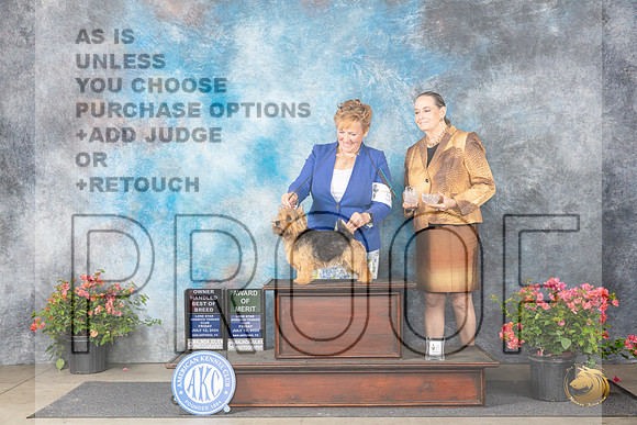Norwich Terrier #5 Fri OHBOBAOM Judge Elizabeth ‘Beth’ Sweigart__JP_4092_San Antonio_2024_HR3