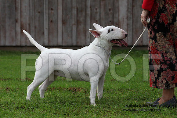 BullTer-8509