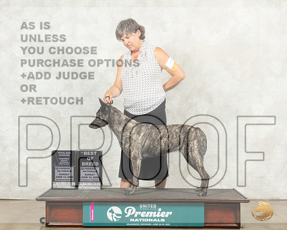 Dutch Shepherd #419 Sun BOB Antonio Raposo__MJ_8940_Premier_2022_HR3