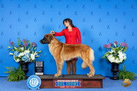 Leonberger #8 THUR WB BOS M Judge Nancy Liebes