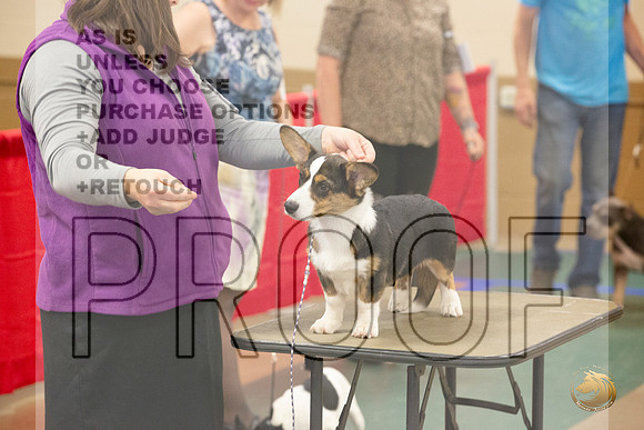 Cardigan Welsh Corgi # Ringside Sat_JJL_3922_LongviewTX_2024_HR3